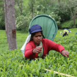 The Art of Tea Plucking by Hand: A Timeless Tradition in Sri Lanka - By Malsha - eLanka