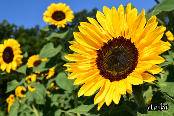 Sunflower