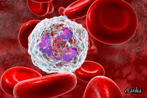 Immune System