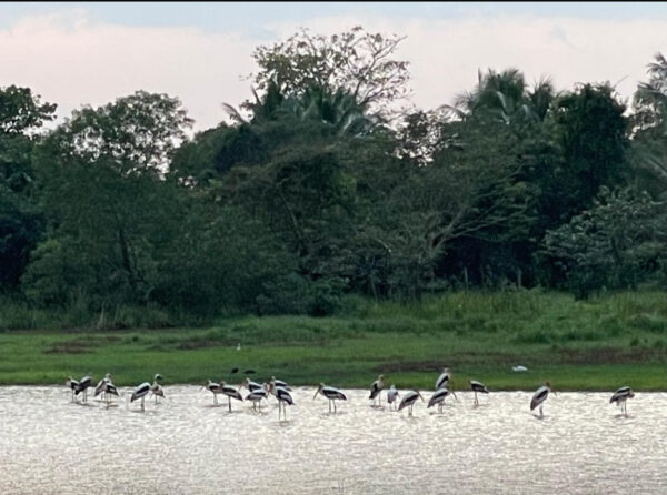 80 perch land for Sale in Malwana, Dompe, Sri Lanka