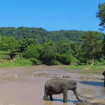 Pinnawala Elephant Orphanage-eLanka