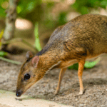 Mouse deer
