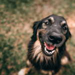 Dog Behavior