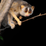 red slender loris