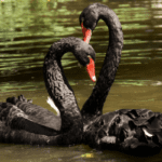Black Swans