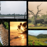 Discover Sri Lanka’s Untamed Beauty A Journey Through