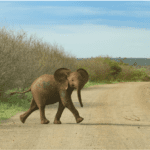 Face-to-Face in Sri Lanka-Elephants & Humans-eLanka
