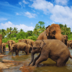 Pinnawala Elephant Orphanage