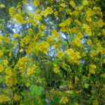 University of peradeniya-eLnka