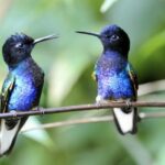 Hummingbirds