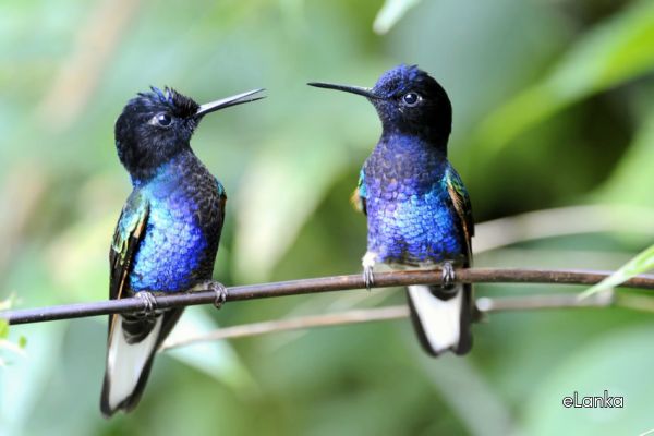 Hummingbirds