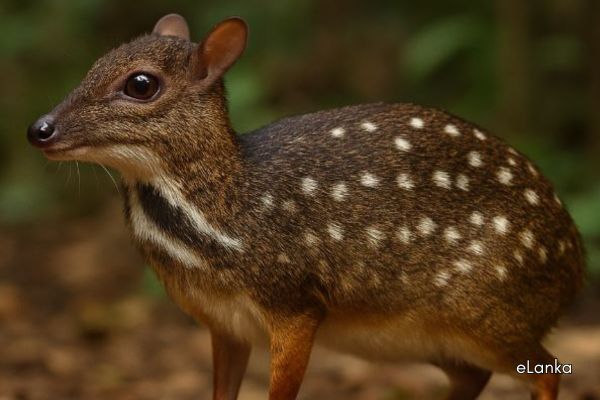 Sri Lankan spotted chevrotain Animal