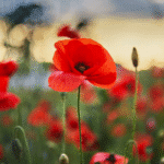 Anzac Day