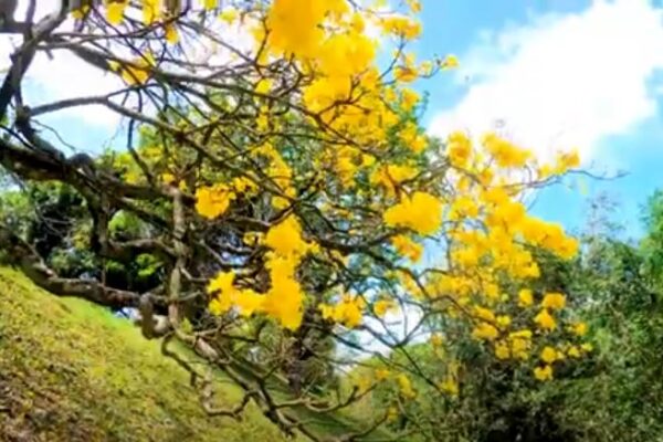 Beauty of University of Peradeniya