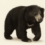 sri lanka sloth bear