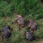 Wild Elephants Sleeping by Mahaweli River