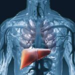 Medical diagram of human liver showing its key functions and position in the body