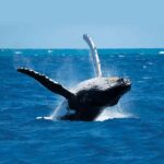 Blue Whale Watching in Sri Lanka-eLanka