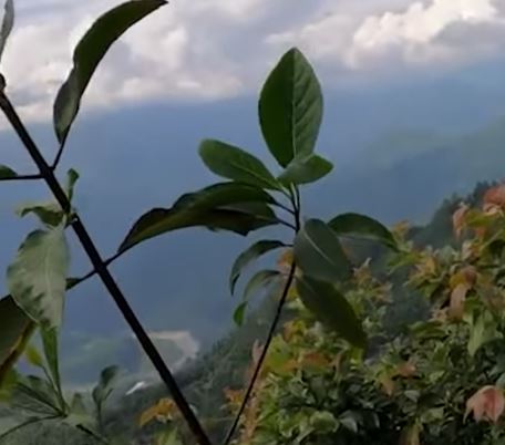 Cinchona plants