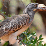 Grey Hornbil
