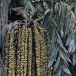 Kithul Palm