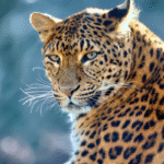 Leopard , Kumana National Park