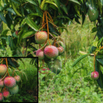 Mango Cultivation in Sri Lanka: A Comprehensive Overview - By Malsha - eLanka