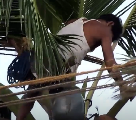 Mignonne Coconet Man