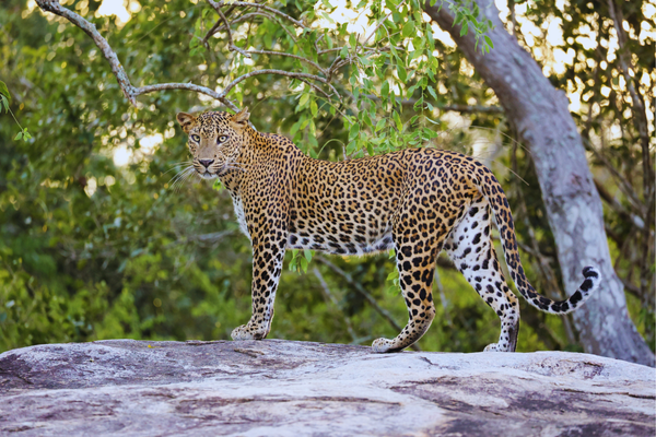 Sri Lankan Leopards