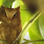 Serendib Scops Owl of Sri Lanka