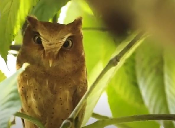 Serendib Scops Owl of Sri Lanka