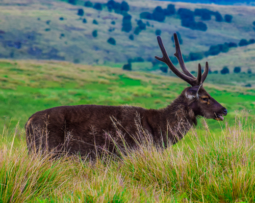 The Deer of Sri Lanka-eLanka