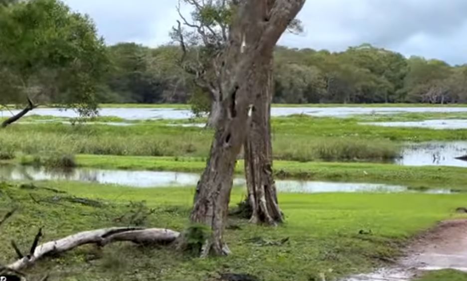 Wilpattu