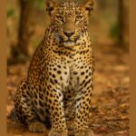 Sri Lankan Leopard
