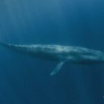 blue whales
