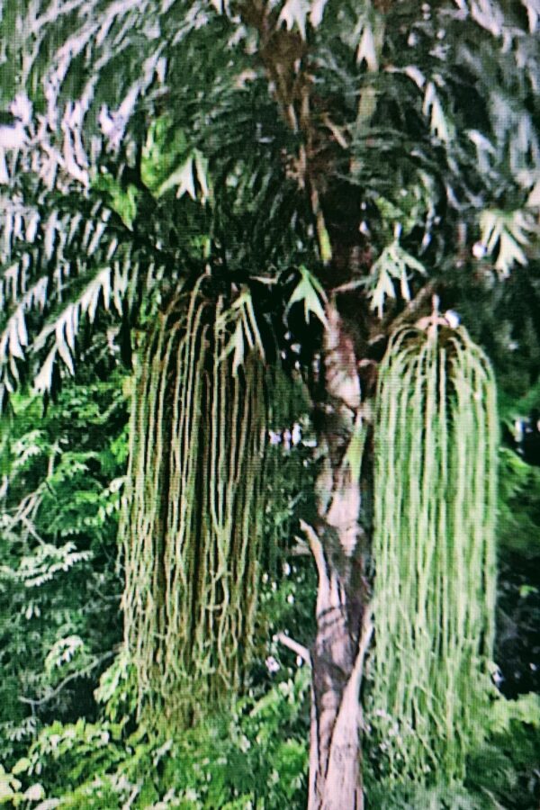 kitul tree