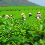 Ceylon Tea