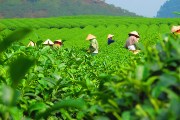 Ceylon Tea