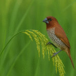 Guinea Grass Sri Lanka