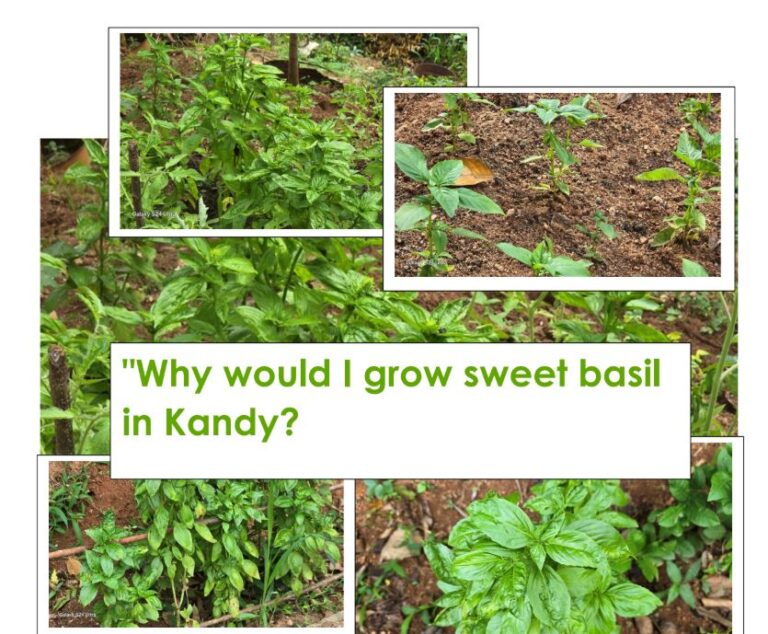“Why would I grow sweet basil  in Kandy? – By Dr Harold Gunatillake – OAM