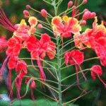 peacock flower