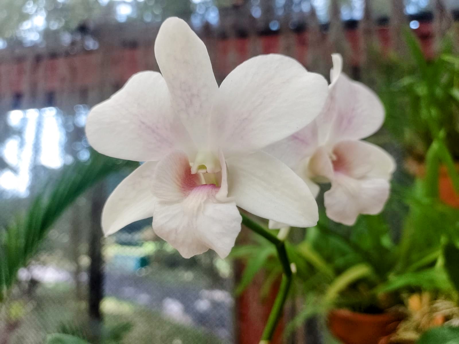 ROYAL BOTANICAL GARDENS – PERADENIYA SRI LANKA (1)