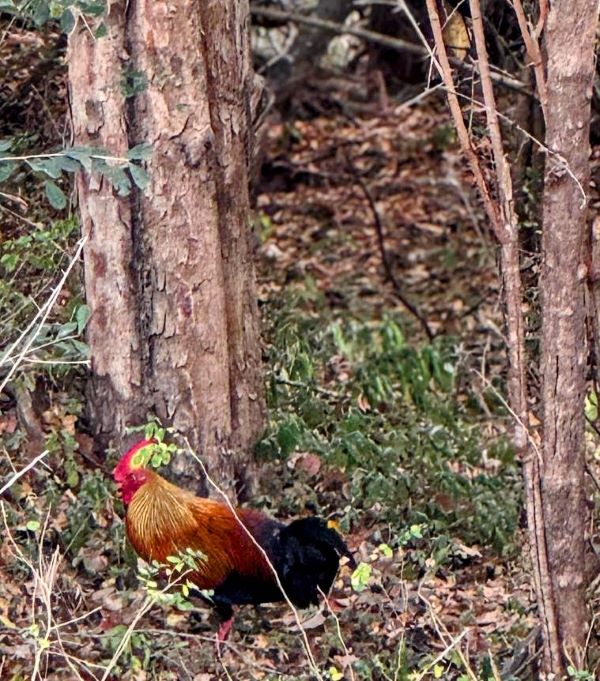 KUMANA NATIONAL PARK IN SRI LANKA
