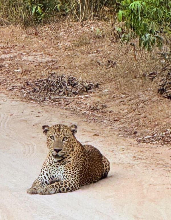 KUMANA NATIONAL PARK IN SRI LANKA
