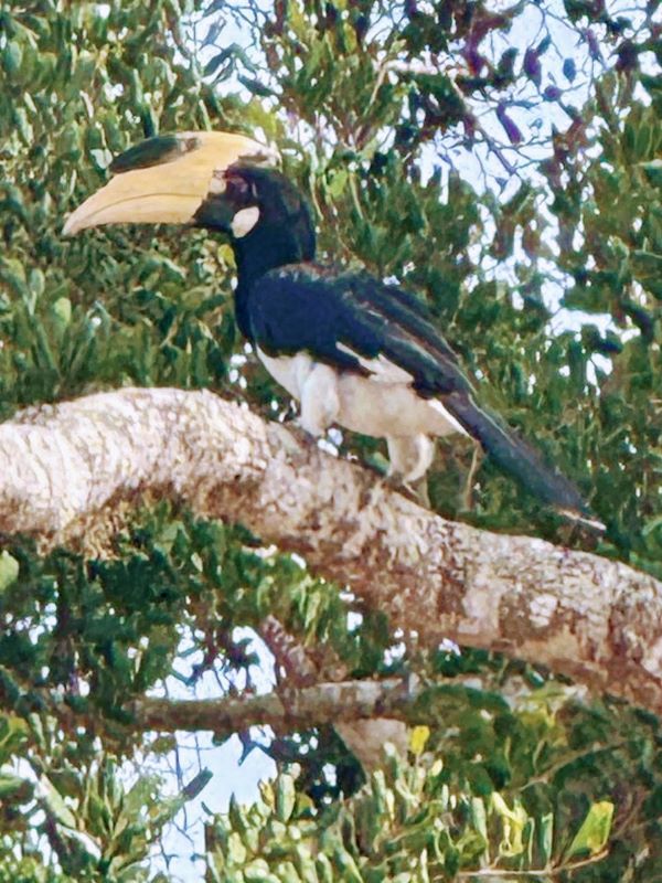 KUMANA NATIONAL PARK IN SRI LANKA