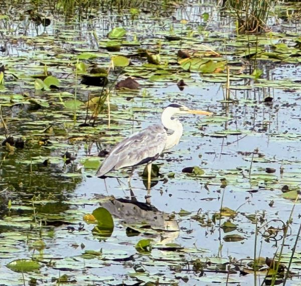 KUMANA NATIONAL PARK IN SRI LANKA