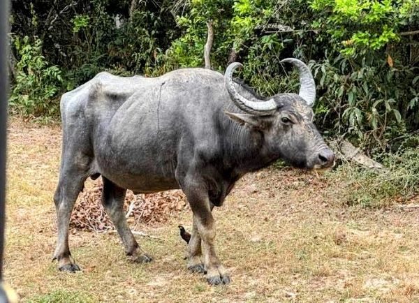 KUMANA NATIONAL PARK IN SRI LANKA