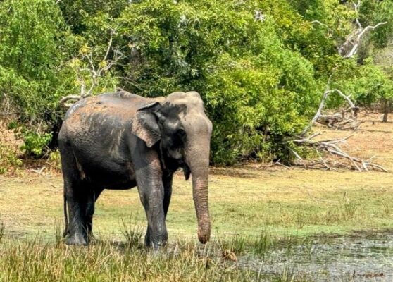KUMANA NATIONAL PARK IN SRI LANKA