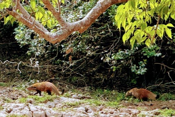 KUMANA NATIONAL PARK IN SRI LANKA