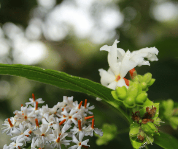 Sepalika tree